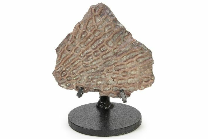 Triassic Amphibian (Metoposaurus) Scute w/ Metal Stand - Arizona #227726